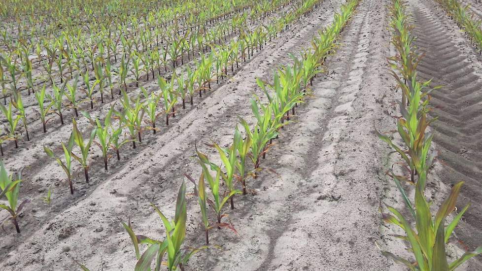 Risico bij vroege zaai: fosfaatgebrek, wanneer door een lage bodemtemperatuur de mineralisatie en beschikbaarheid te laag is