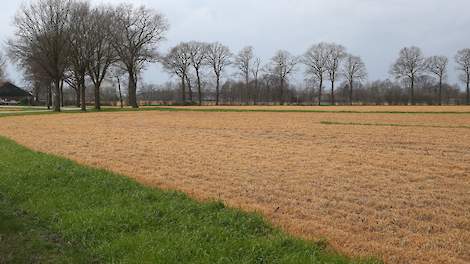 Topmaïs › 'Gele velden helemaal niet nodig' - Melkvee