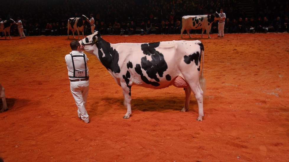 In de middenklasse was er een negende plaats weggelegd voor Bons-Holsteins Dikkie 193 (Atwood x Blitz) van Nico Bons uit Ottoland.