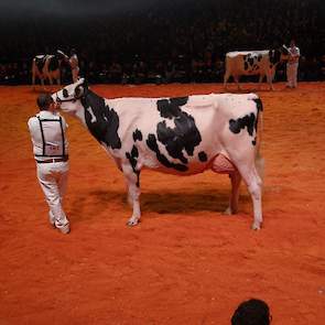 In de middenklasse was er een negende plaats weggelegd voor Bons-Holsteins Dikkie 193 (Atwood x Blitz) van Nico Bons uit Ottoland.