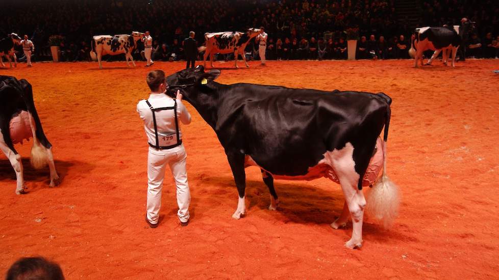 In dezelfde rubriek moest Prairie Hoeve Hendrika 82 (Contrast x Goldwyn), gefokt door Alex Verwaijen en in eigendom van de familie Schuiling uit Nijeveen, het doen met een twaalfde plek.