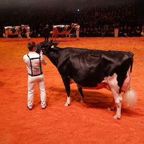 In dezelfde rubriek moest Prairie Hoeve Hendrika 82 (Contrast x Goldwyn), gefokt door Alex Verwaijen en in eigendom van de familie Schuiling uit Nijeveen, het doen met een twaalfde plek.