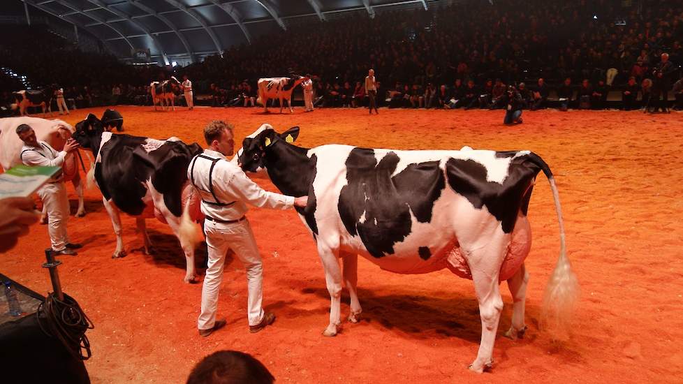 In de volgende rubriek was er ook een negende plaats weggelegd voor Bons-Holsteins Dikkie 189 (Atwood x Sanchez).