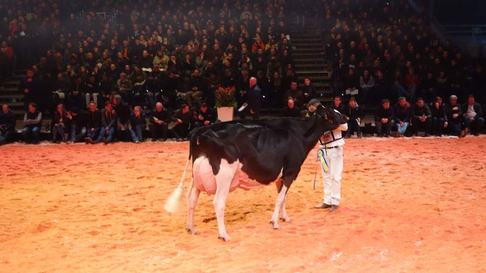 In de eerste van de vier seniorenrubrieken pakte de Britse Riverdane Ashlyns Gold (Gold Chip x Talent) de 1A-positie.