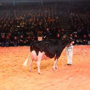 In de eerste van de vier seniorenrubrieken pakte de Britse Riverdane Ashlyns Gold (Gold Chip x Talent) de 1A-positie.