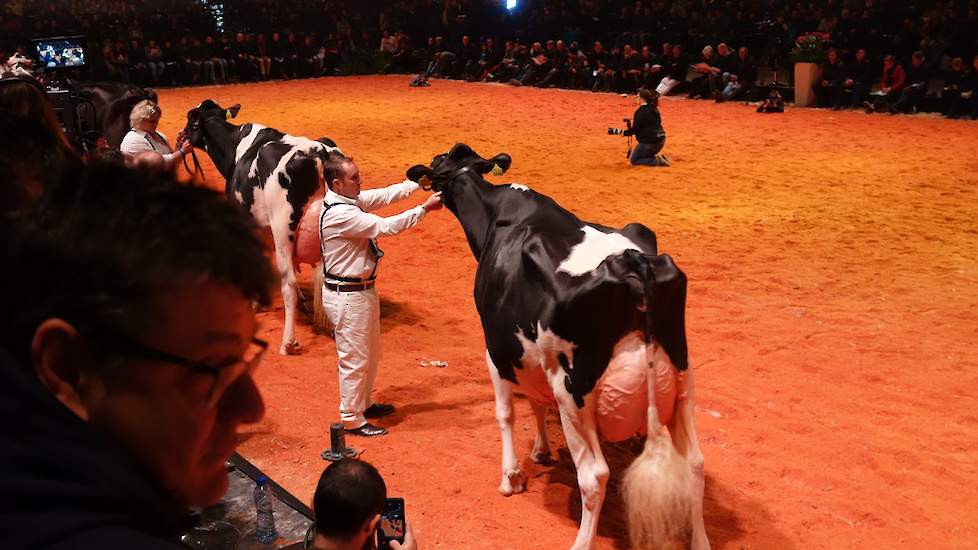 In de tweede seniorenrubriek maakte de Nederlandse favoriete Bons-Holsteins Koba 219 (Lauthority x Damion) haar opwachting, evenals JK DG Esmeralda (Doorman x Goldwyn) van Jan Kolff uit Woudrichem, die ervoor loopt.