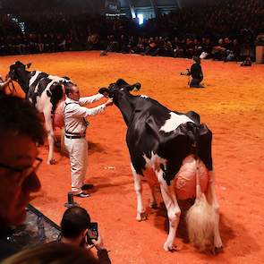 In de tweede seniorenrubriek maakte de Nederlandse favoriete Bons-Holsteins Koba 219 (Lauthority x Damion) haar opwachting, evenals JK DG Esmeralda (Doorman x Goldwyn) van Jan Kolff uit Woudrichem, die ervoor loopt.