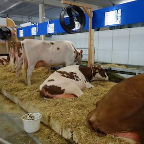 Op de vrijdag gaven de roodbonte koeien acte de présence, op de foto de Nederlandse koeien op de stand.