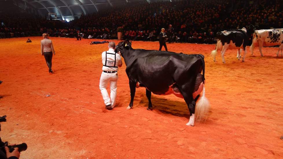 In de een na laatste rubriek maakte een ander Zwitsers kanon haar opwachting. Met de entree van Du Rahun Chelios Heline (Chelios x Umanoir) in de ring, leken de kansen op een kampioenschap voor Koba verkeken. Heline pakte in een niet al te zware rubriek e