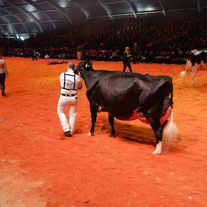 In de een na laatste rubriek maakte een ander Zwitsers kanon haar opwachting. Met de entree van Du Rahun Chelios Heline (Chelios x Umanoir) in de ring, leken de kansen op een kampioenschap voor Koba verkeken. Heline pakte in een niet al te zware rubriek e