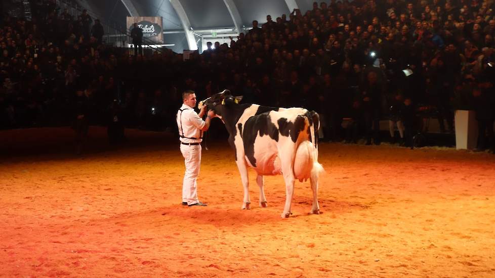 Als echte seniore, ze is geboren op 17 september 2006 en produceerde al meer dan 100.000 kilo melk, maakte Lady Gaga alleen haar opwachting. Met haar nog altijd uitmuntende voorkomen, kreeg ze een staande ovatie die lang aanhield.