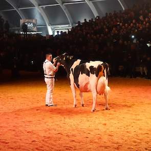 Als echte seniore, ze is geboren op 17 september 2006 en produceerde al meer dan 100.000 kilo melk, maakte Lady Gaga alleen haar opwachting. Met haar nog altijd uitmuntende voorkomen, kreeg ze een staande ovatie die lang aanhield.