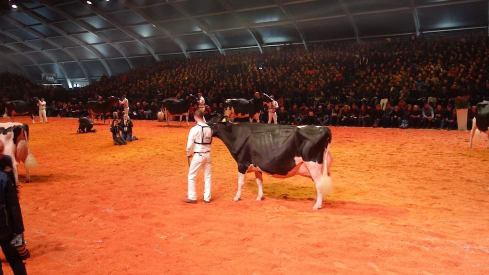 Na de huldiging verschenen de koeien van de oudste rubriek in de ring, met daarbij onder andere Bons-Holsteins Ella 192 (Seaver x Mailing), die een 1D-klassering kreeg toebedeeld.