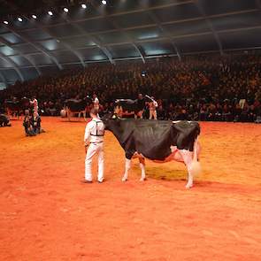 Na de huldiging verschenen de koeien van de oudste rubriek in de ring, met daarbij onder andere Bons-Holsteins Ella 192 (Seaver x Mailing), die een 1D-klassering kreeg toebedeeld.