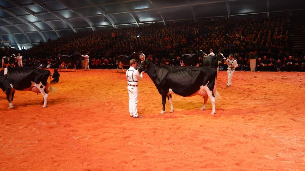 Drakkar Bulona (Hill x Goldwyn) van de combinatie Steegink/Kerssies uit Okkenbroek eindigde twee plaatsen achter Ella.