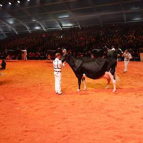 Drakkar Bulona (Hill x Goldwyn) van de combinatie Steegink/Kerssies uit Okkenbroek eindigde twee plaatsen achter Ella.