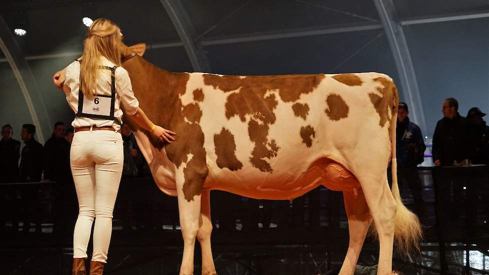 In de roodbonte vaarzenrubriek was er een 1B-klassering voor Drouner Dh Aiko 1445 (Pat-Red x Olympian) van de familie Albring uit Drouwenermond.