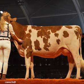 In de roodbonte vaarzenrubriek was er een 1B-klassering voor Drouner Dh Aiko 1445 (Pat-Red x Olympian) van de familie Albring uit Drouwenermond.