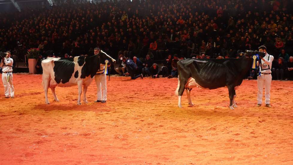 De koppositie was voor de Franse Gourmande (Jayz x Matson), die een wat ontsierende dikke knie had. Lady Gaga kwam op de 1B-positie.