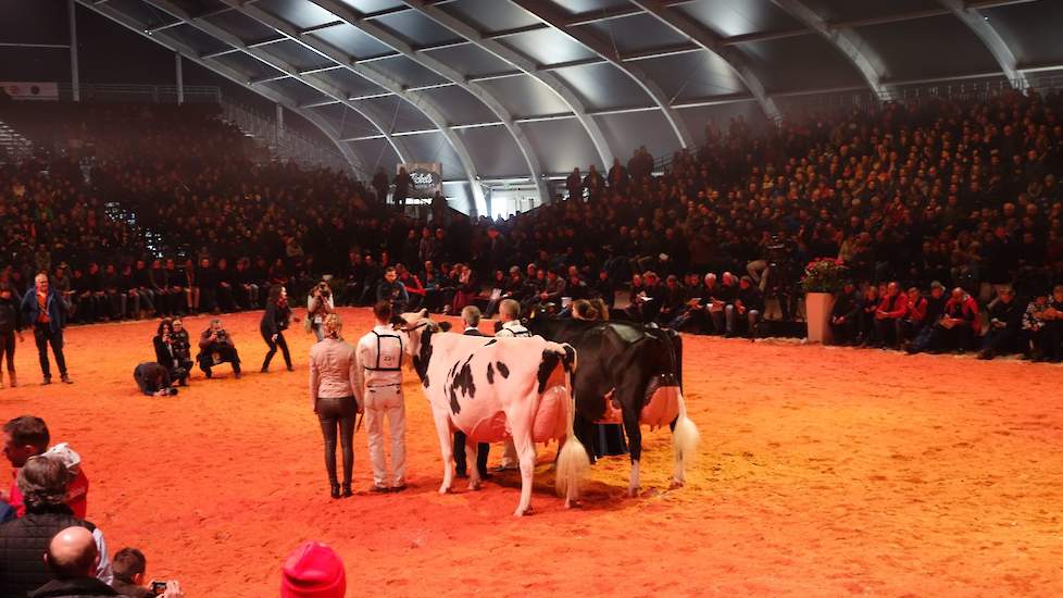 De beide Zwitserse koeien hadden dermate veel kwaliteit dat de kampioenschappen het land niet kon ontgaan. De zwarte Heline werd tot kampioene verkozen boven de witte Esprit. Bij de latere verdeling van de algemene kampioenschappen, eindigden ze eveneens