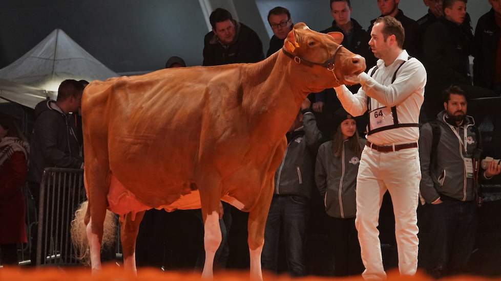 M.H. Alana 5 (Amor Red x Bertil) van Merwehoeve de Groot uit Herwijnen pakte een 1D-klassering in de oudste rubriek roodbonten.