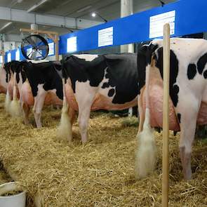 Op de zaterdag was het de beurt aan de zwartbonten, op de foto de Nederlandse koeien op de stand.