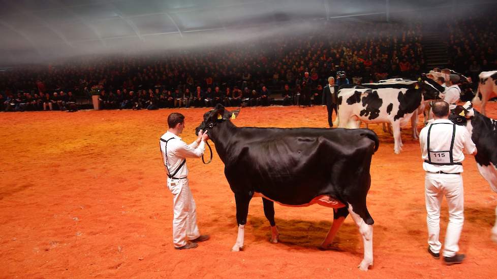 In de derde en laatste vaarzenrubriek maakte Bolleholster Adele (Pitbull x Reality-Red) van Van der Eijk Holsteins uit Twisk haar opwachting. Ze pakte de 1A-klassering en was daarmee een kandidate voor het kampioenschap.