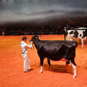 In de derde en laatste vaarzenrubriek maakte Bolleholster Adele (Pitbull x Reality-Red) van Van der Eijk Holsteins uit Twisk haar opwachting. Ze pakte de 1A-klassering en was daarmee een kandidate voor het kampioenschap.