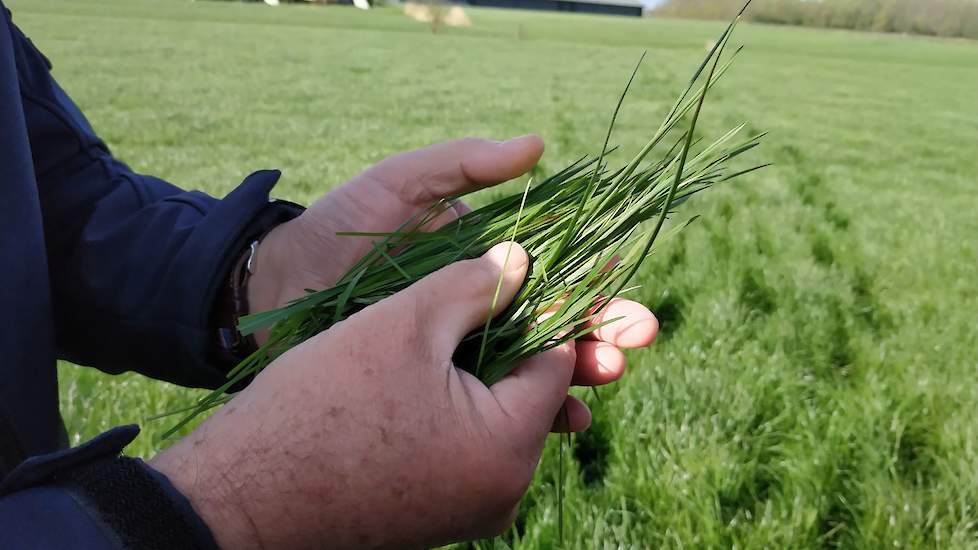 Dan gaan ze het land in. Het gras groeit mooi egaal en glimt als je er overheen kijkt. „Een goed teken”, stelt Piet Riemersma. „Alles wat glimt is Engels raaigras.” Door de kou kleuren de punten op sommige plekken wat paars. „Dit is een tijdelijk fosfaatg