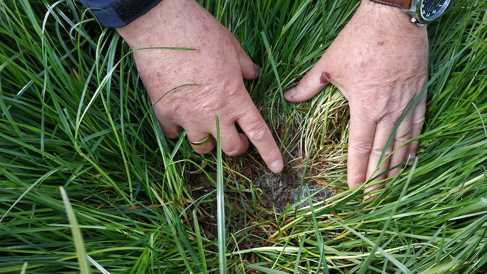 Riemersma drukt het gras wat opzij. Onderin zijn duidelijk witte schimmeldraden zichtbaar. Door de dichte zode bij Bregman, wat op zich een goed teken is, ventileert het niet genoeg. „Als je niet oppast dan neem je al die sporen mee de kuil in, wat het in