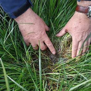 Riemersma drukt het gras wat opzij. Onderin zijn duidelijk witte schimmeldraden zichtbaar. Door de dichte zode bij Bregman, wat op zich een goed teken is, ventileert het niet genoeg. „Als je niet oppast dan neem je al die sporen mee de kuil in, wat het in