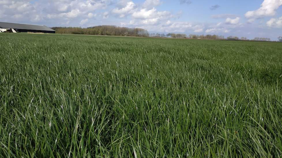 Ondanks dat het gras op sommige percelen vrij lang de winter uit is gekomen, waardoor niet alle mest even netjes in de grond is gewerkt maar ook op het gewas terecht is gekomen, zijn er nauwelijks mestresten meer te vinden. Bregman heeft er wel een verkla