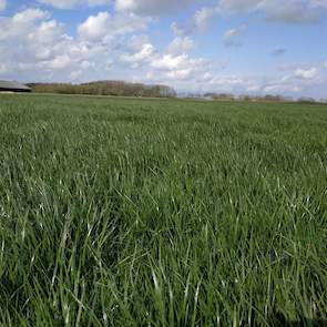 Ondanks dat het gras op sommige percelen vrij lang de winter uit is gekomen, waardoor niet alle mest even netjes in de grond is gewerkt maar ook op het gewas terecht is gekomen, zijn er nauwelijks mestresten meer te vinden. Bregman heeft er wel een verkla