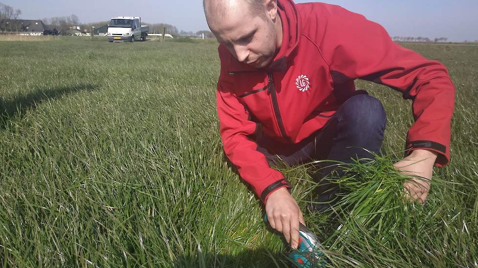 Van verschillende percelen wordt een dikke handvol gras gemaaid. De graslandspecialist heeft daarvoor een handige elektrische heggenschaar gekocht. Van zowel een afgeweid perceel, een maaiperceel, een nieuw ingezaaid perceel en stuk wat bemest is om te we