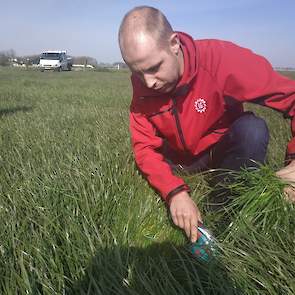 Van verschillende percelen wordt een dikke handvol gras gemaaid. De graslandspecialist heeft daarvoor een handige elektrische heggenschaar gekocht. Van zowel een afgeweid perceel, een maaiperceel, een nieuw ingezaaid perceel en stuk wat bemest is om te we