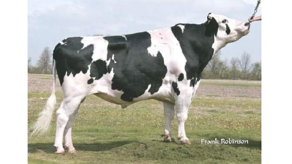 Velvet-View-KJ Socrates (Blitz x Prelude) maakt zijn hoge fokwaarde levensduur van 941 dagen zo langzaamaan toch waar. Zijn aanhoudingsgetal stijgt 3 punten, waarmee de stier op 108 komt. Socrates heeft vanwege zijn lage gehaltenvererving weinig kansen in