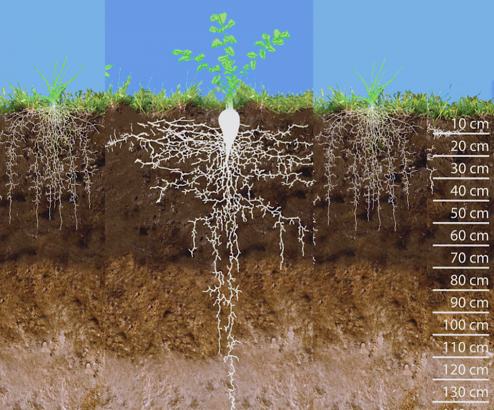 Een impressie van de beworteling van LG Onderzaai, met in het midden bladrammenas