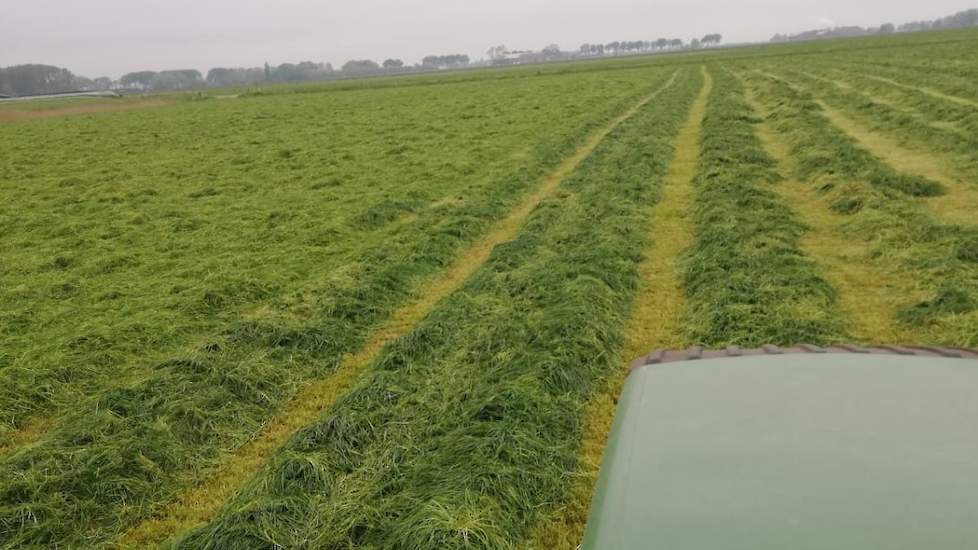 Vandaag gaat de grassnede - drie dagen na het maaien - de kuil in.