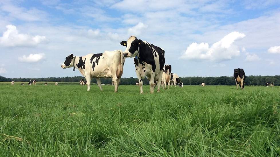 Methode 4: weiden. Deze methode lijkt vooralsnog het best te werken.