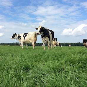 Methode 4: weiden. Deze methode lijkt vooralsnog het best te werken.