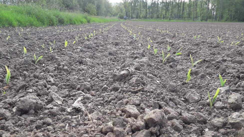 Op dit moment staat de maïs net boven de grond. „Hoewel het de eerste weken van mei koud was, vooral ’s nachts, heeft het daar weinig van geleden”, vertelt de maïsteler. Wel geeft de veehouder aan op tijd te willen beregenen. „Dat heb ik vorig jaar ook ge