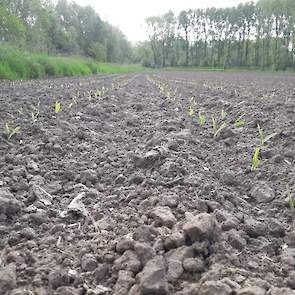 Op dit moment staat de maïs net boven de grond. „Hoewel het de eerste weken van mei koud was, vooral ’s nachts, heeft het daar weinig van geleden”, vertelt de maïsteler. Wel geeft de veehouder aan op tijd te willen beregenen. „Dat heb ik vorig jaar ook ge