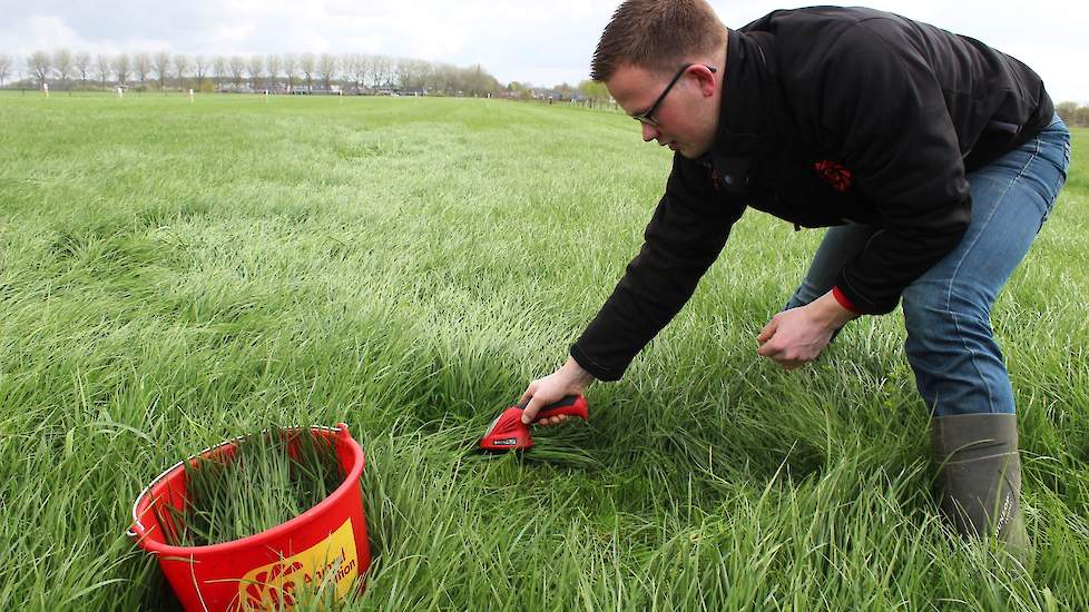 Het nemen van een grasmonster. Neem een representatief monster, verzamel daarvoor op willekeurige plekken in het perceel een kleine hoeveelheid gras.