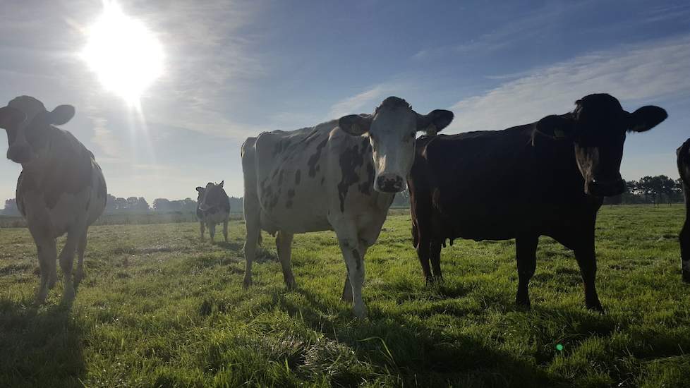 Meten en monitoren in graslandmanagement is de toekomst; voor toeval is geen plaats meer op het moderne melkveebedrijf.