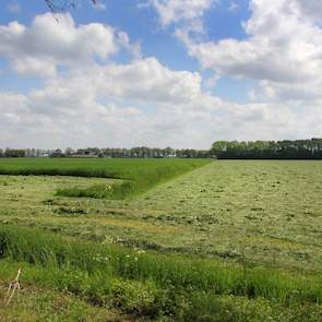 De biologische triticale blijft staan om als gps in te kuilen begin juli. Er is overigens ook nog een kleine 10 hectare raaigras voor de tweede keer gemaaid, dit gaat bij op de kuil maar „telt nauwelijks mee”.