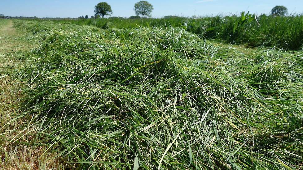 Er lijkt een pak gras op te zitten in de Achterhoek. Koen verwacht tot vanavond laat te zullen maaien om de 60 beoogde hectares er allemaal af te hebben.