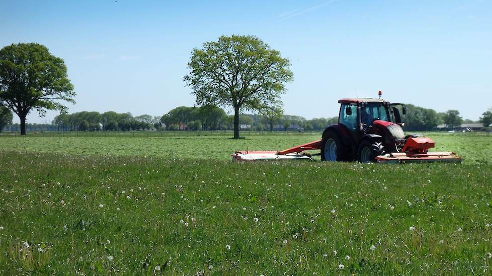 Paardenbloemen en zuring op dit perceel gaan mee de kuil in. Ook een stuk van 5 hectare luzerne zal worden gemaaid. Dit is eerder ook heel goed bevallen; „De eerste snede luzerne hadden we niet eerder in de kuil, wel vorig jaar in de herfst.” De volgende