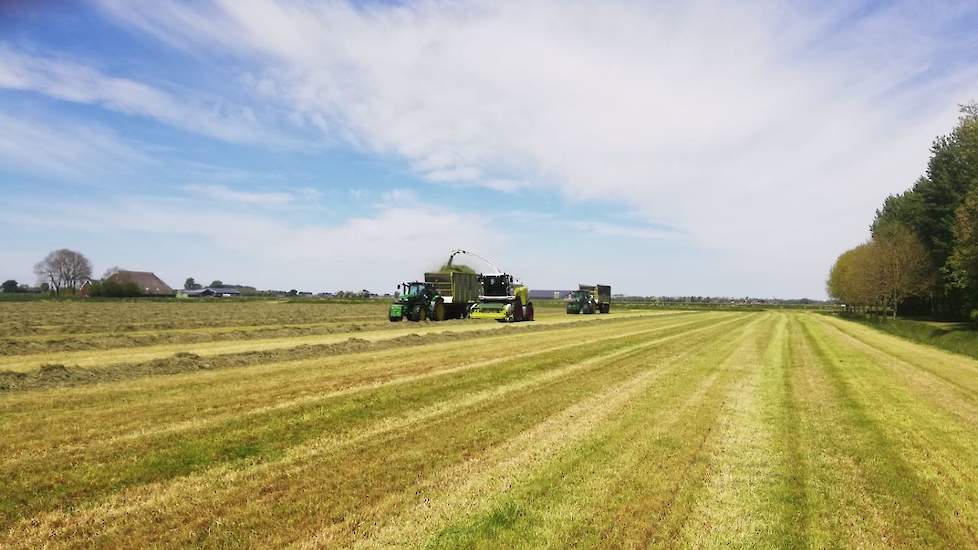 Volgens Bregman zat er in ieder geval veel suiker in het gras. „De pijp van de hakselaar zat een paar keer verstopt." Ook dit keer is weer een inkuilmiddel gebruikt.