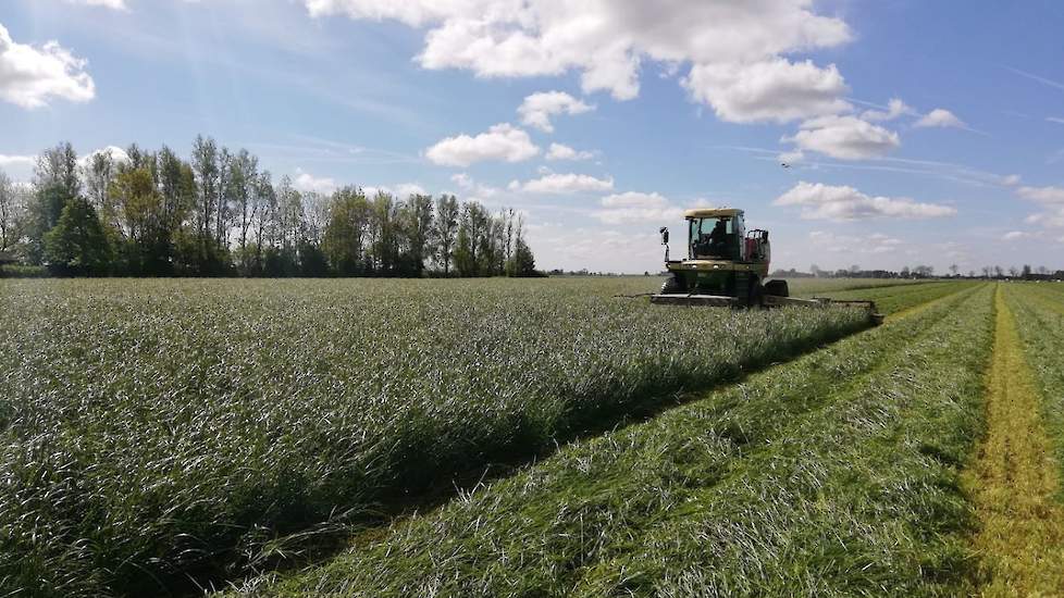 Maandag 13 mei liet Bregman de loonwerker het laatste deel van de eerste snede maaien. De opbrengst schat de veehouder op 4 ton drogestof per hectare. „Mooi gezond voer", aldus de melkveehouder uit Rasquert.