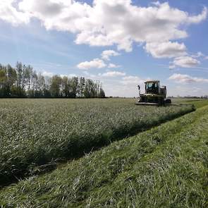 Maandag 13 mei liet Bregman de loonwerker het laatste deel van de eerste snede maaien. De opbrengst schat de veehouder op 4 ton drogestof per hectare. „Mooi gezond voer", aldus de melkveehouder uit Rasquert.